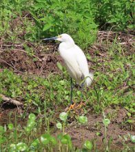 IMG_0579 Snowy Egret, Elm Lake Loop Trail, Brazos Bend State Park, TX