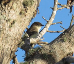 IMG_1312 Wren, Brazos Bend State Park