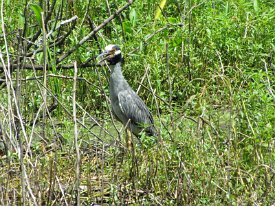 IMG_4639 Yellow Crowned Night Heron