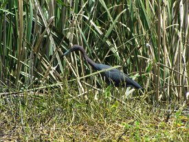 IMG_4645 Little Blue Heron