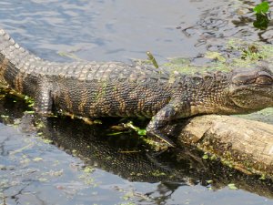 Wildlife Birds, Fireflies and Alligators