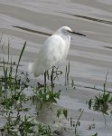 IMG 7132  Snowy Egret, Challenge Seven Memorial Park, Webster, TX