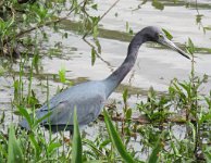 IMG 7135  Little Blue Heron, Challenge Seven Memorial Park, Webster, TX