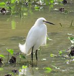 IMG 7136  Snowy Egret, Challenge Seven Memorial Park, Webster, TX