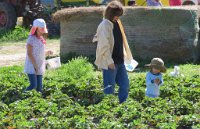 IMG 7045  PIcking Strawberries, Froberg's Farm, Alvin, TX