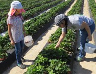 IMG 7048  Megan and Connie picking Strawberries, Froberg's Farm, Alvin, TX