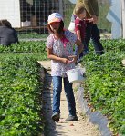 IMG 7077  Megan in the Strawberry Field, Froberg's Farm, Alvin, TX