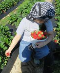 IMG 7105  Connie picking the very nice strawberry, Froberg's Farm, Alvin, TX