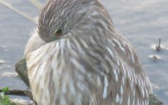 IMG_5615 Juvenile, Black Crowned Night Heron, Leonnabelle Turnbull Birding Center, Port Aransas, Tx