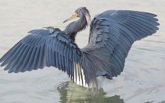 IMG_5620 Tricolored Heron, Leonnabelle Turnbull Birding Center, Port Aransas, Tx