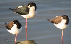 IMG_5663 Black Necked Stilts, Leonnabelle Turnbull Birding Center, Port Aransas, Tx