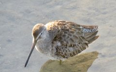 IMG_5677 Long billed dowitcher, Leonnabelle Turnbull Birding Center, Port Aransas, Tx