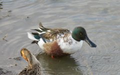 IMG_5683 Northern Shoveler, Leonnabelle Turnbull Birding Center, Port Aransas, Tx