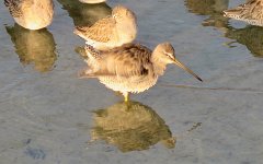 IMG_5694 Lomg-Billed Dowitchers, Leonnabelle Turnbull Birding Center, Port Aransas, Tx