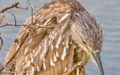 IMG_5696 Juvenile Black Crowned Night Heron, Leonnabelle Turnbull Birding Center, Port Aransas, Tx