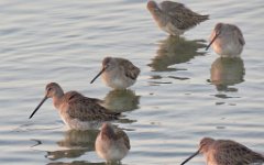 IMG_5744 Long Billed Dowitchers, Leonnabelle Turnbull Birding Center, Port Aransas, Tx