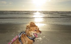 IMG_5299 Kaito Inu on the Beach at Sunrise, Padre Island Beach, Corpus Christi, Tx