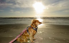 IMG_5301 Kaito Inu on the Beach at Sunrise, Padre Island Beach, Corpus Christi, Tx