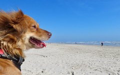 IMG_5563 Kaito Inu, Padre Island Beach, Corpus Christi, Tx