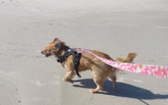 IMG_5806 Kaito on the beach, Padre Island National Seashore