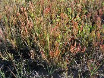 IMG_1534 Glasswort, Galveston Island State Park, TX