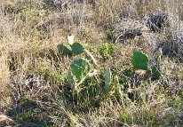 IMG_1538 Prickly Pear, Galveston Island State Park, TX