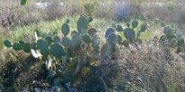 IMG_1547 Prickly Pear, Galveston Island State Park, TX