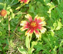 IMG_1557 Blanketflower, Galveston Island State Park, TX