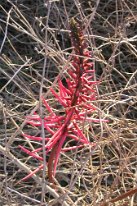 IMG_1562 Glasswort, Galveston Island State Park, TX