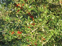 IMG_1563 Yuopon Holly, Galveston Island State Park, TX