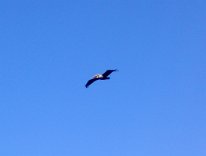 STA_1525 Pelican, Galveston Island State Park, TX