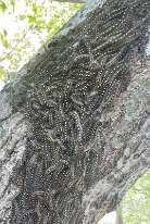 2024-04-07 17.08.25.1300_5 Forest Tent Caterpillar Moth, Ablon Park, Garland, TX
