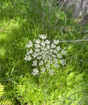 2024-04-07 17.08.25.1310_2 Wild Carrot/ Queen Anne's Lace, Ablon Park, Garland, TX