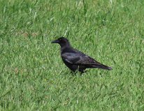 IMG_9593 Crow, Ablon Park, Garland, TX