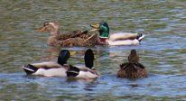 IMG_9610 Mallards, Ablon park, Garland, TX