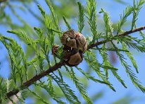 IMG_9612 Baldcypress fruit, Ablon park, Garland, TX