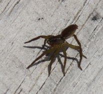 IMG_9615 fishing spider, Ablon park, Garland, TX