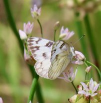 IMG_9618 Checkered White Butterfly, Ablon park, Garland, TX