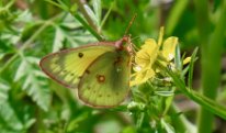 IMG_9619 Alfalfa Butterfly, Ablon park, Garland, TX