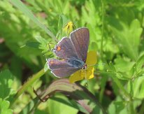IMG_9625 Grey Hairstreak butterfly, Ablon park, Garland, TX