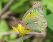 IMG_9626 Alfalfa Butterfly, Ablon park, Garland, TX