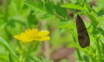 IMG_9631 Buttercup and Lucerne moth, Ablon park, Garland, TX