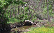 IMG_9632 streamside, Ablon park, Garland, TX