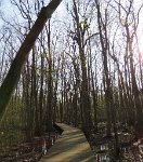 IMG_8407 Beaverdam Swamp Boardwalk, Wheeler NWR, AL