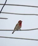 IMG_8576 House Finch, Slidell, LA