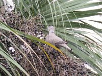 IMG_8582 Eurasian Collared Dove, Slidell, LA