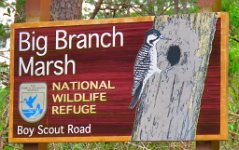 IMG_8593 Boy Scout Road, Big Branch Marsh National Wildlife Refuge, LA