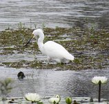 IMG_8607 Snowy Egret, Boy Scout Road Boardwalk, Big Branch Marsh NWR, LA