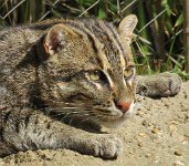 IMG_8105 Fishing Cat, Memphis Zoo, TN