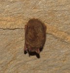 IMG_8515 Bat, Rickwood Caverns State Park, AL